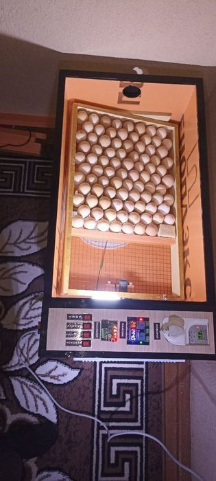 Inkubator 12 volt avtomat