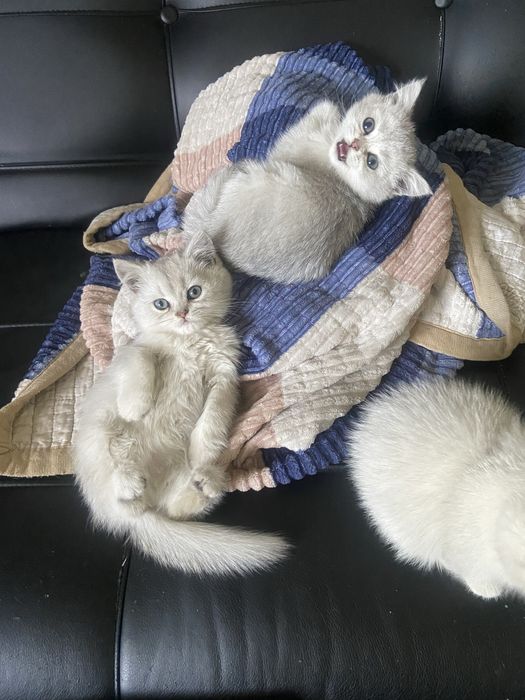 Британские шиншиллы в продаже