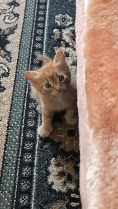 Отдам котят в добрые руки