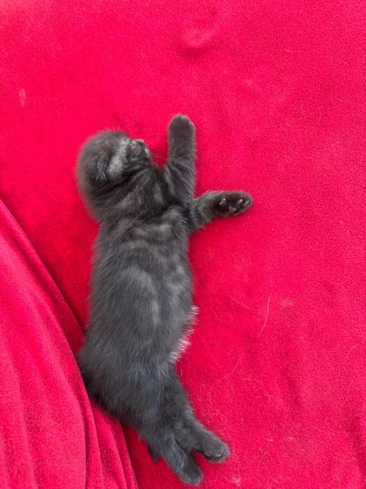 Продам шотландского котенка.