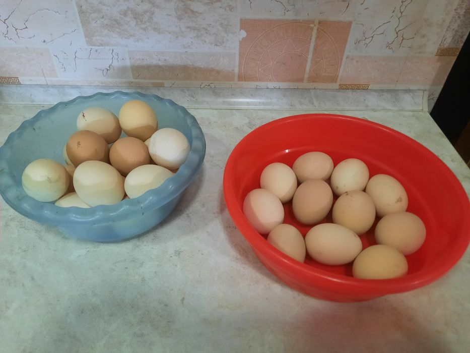 Домашние куриные яйца