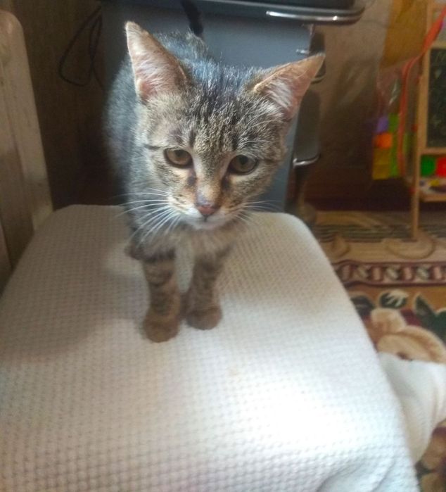 Котенок кошечка в семью