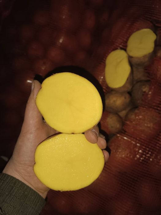 Картошка картошка