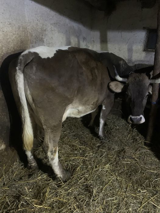 Vând vacă bună de lapte vacă de munte blândă