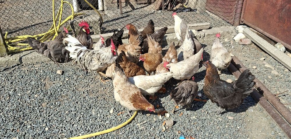 Gaini tinere italiene