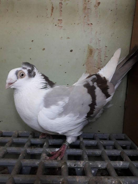 Jucatori de Galati Motati