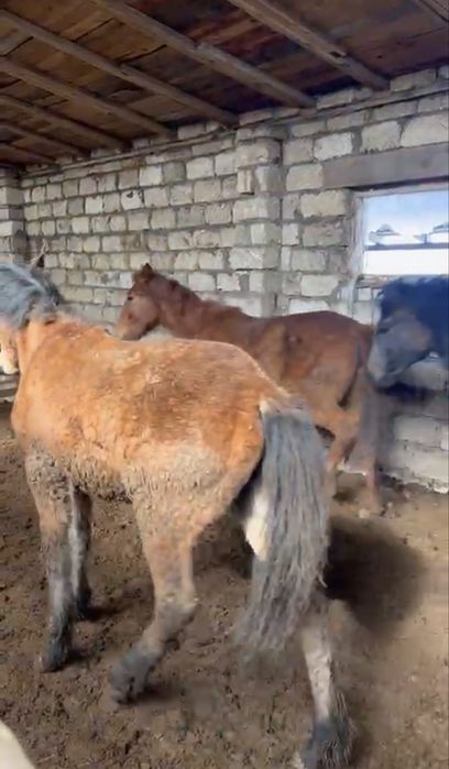 Ургашы тайлар сатылад откорм