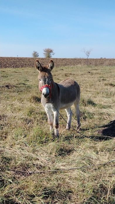 Vând măgar tânăr