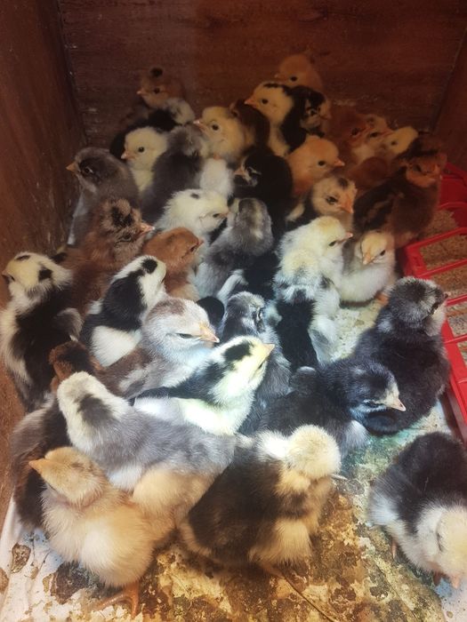 Vând pui țărănești