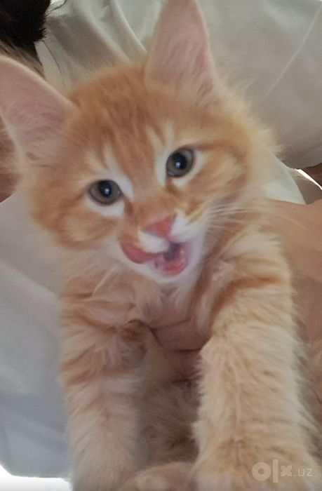 Котята турецкой Ангоры