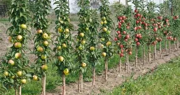 Pomi fructiferi columnari calitate deosebita