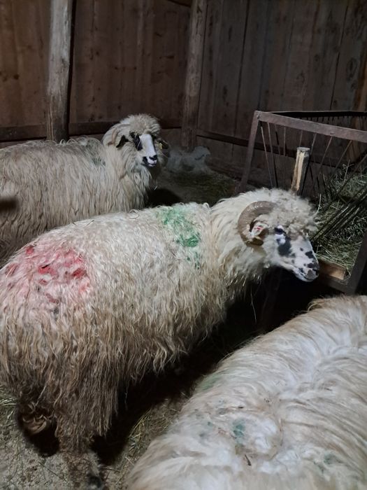 Vând oaie gestantă