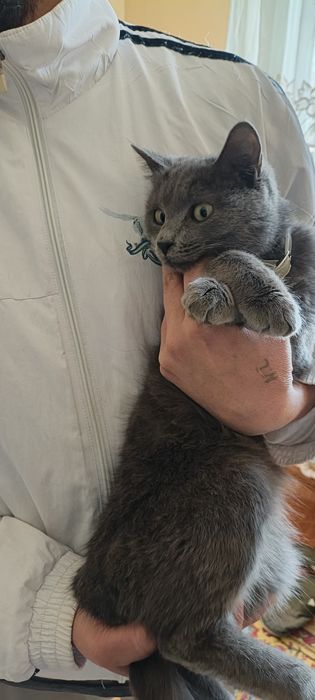 Кошечка 6 ойли ранги дымчатый