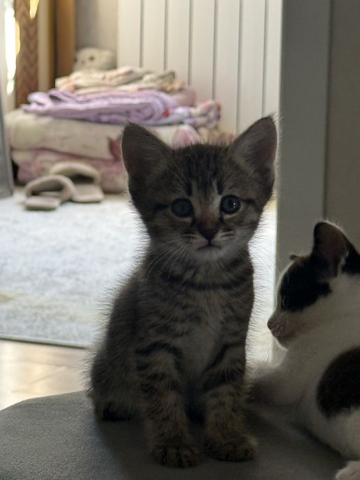 Отдаются котята в добрые руки