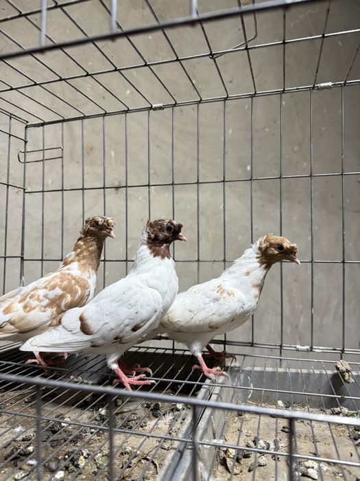 Голуби бакинцы двухчубые