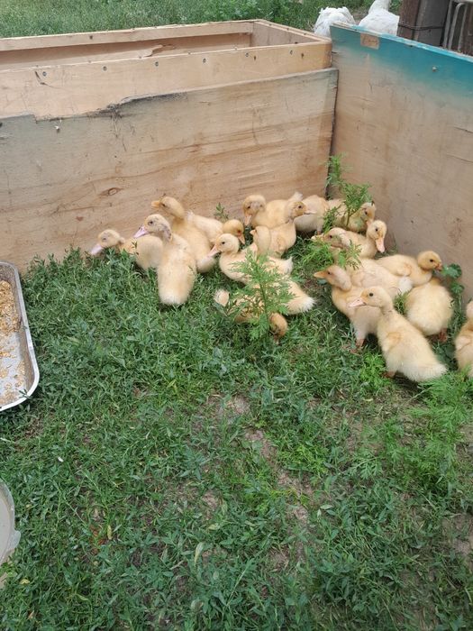 Продам пекинских утят