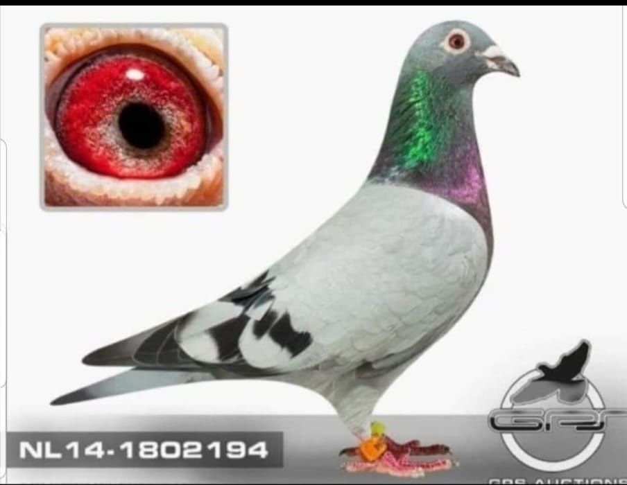 Porumbei de vanzare cu pedigree