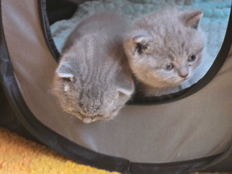 Британски котета