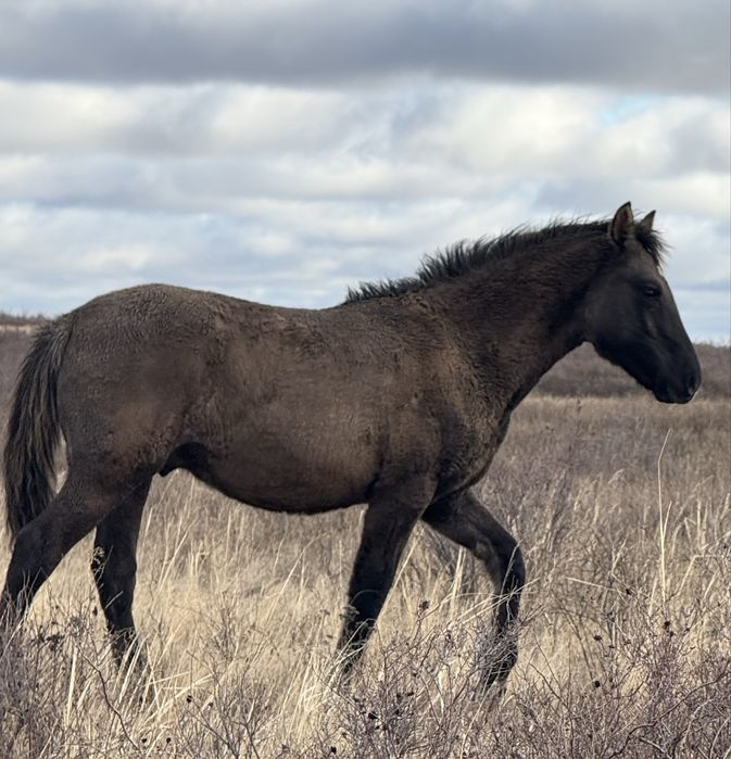 Жабағы жабагы жеребенок