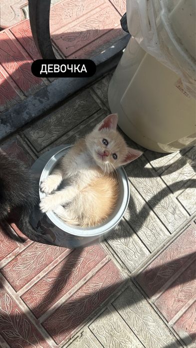 Отдам котят в хорошие  руки