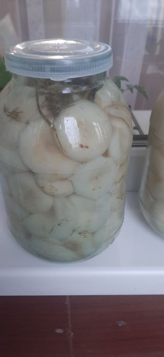 Грибы грузди продам