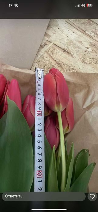 Тюльпаны напрямую с Теплицы