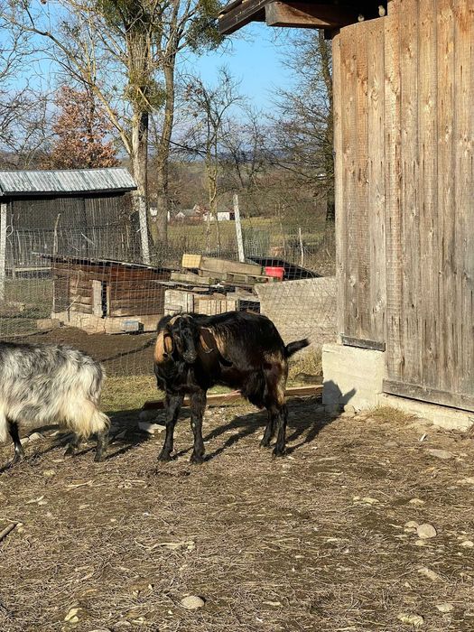 vand tap anglo nubian