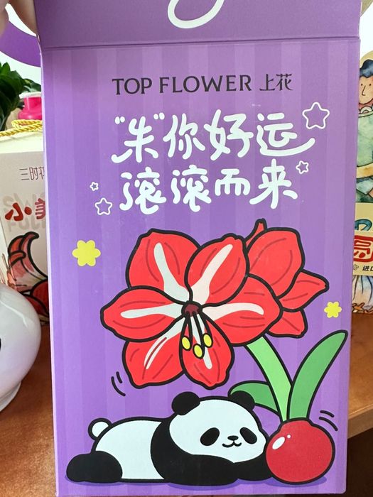 Амариллис в воске/ луковицы Амариллиса