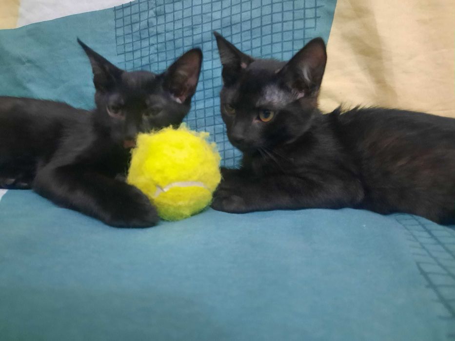 Пристраиваются котята.