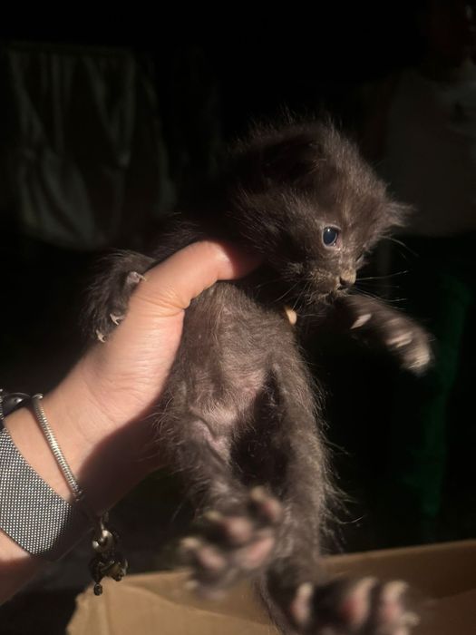 Бездомные котята ищут дом