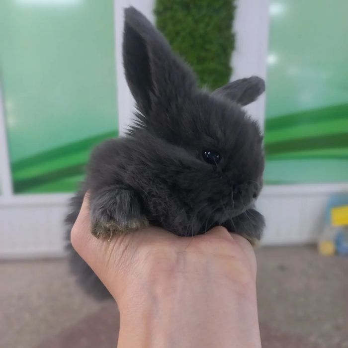 Кролики декоративные