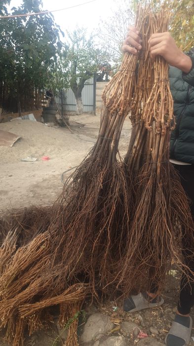 Butasi vita de vie si pomi fructiferi