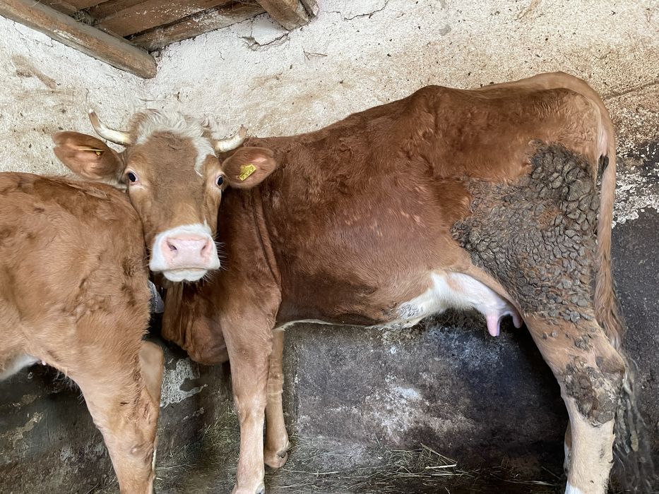 Vaca la prima fatare