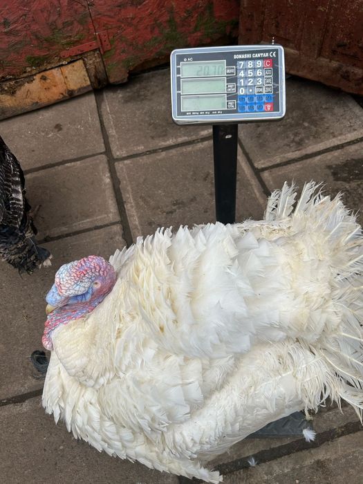 Curci și curcani tineret 2025