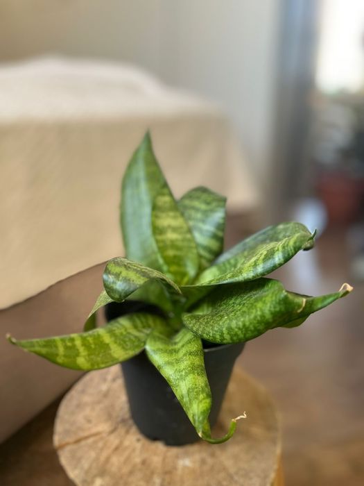 Продам комнатные цветы_