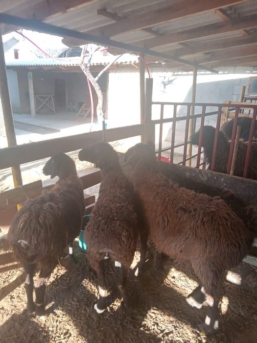 Саулықтар сатылады.