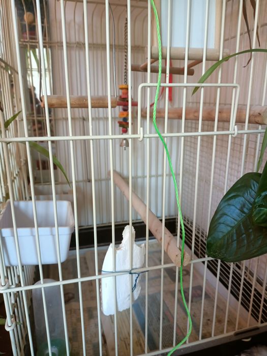 Vând colivie păsări cu accesorii