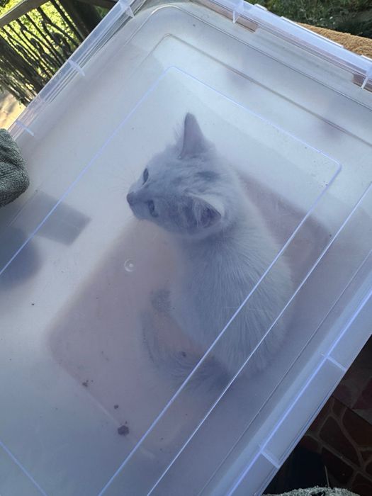 Котик девочка , ласковая