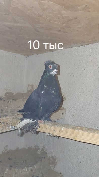 Голуби игровых кровей