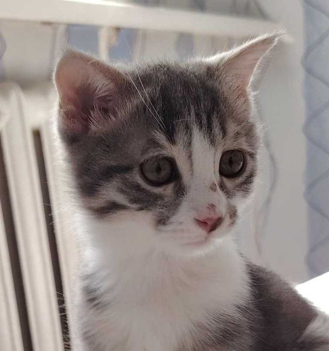 Отдадим котят в хорошие руки. Бесплатно!