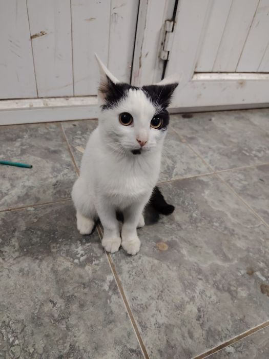 Отдам котенка девочку