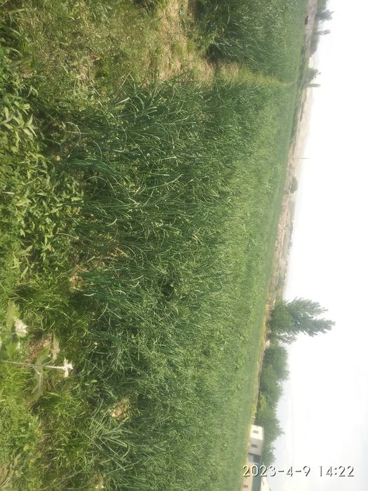 Surxondaryo viloyati.oltnsoy tuman.Mirshodi mahallasi. 25.sotix.17mln