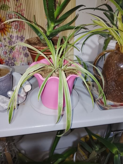 Чиройли хонаки гуллар