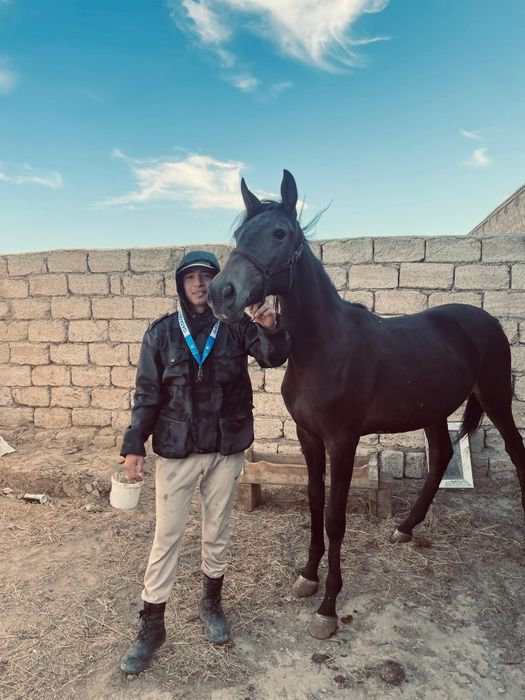 Ағылшын байтал сатылады