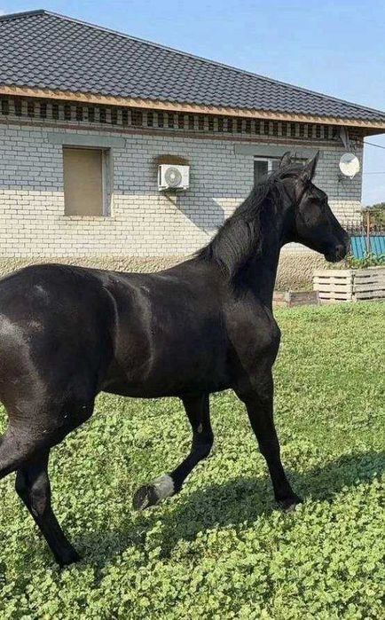 Лошадь. Годовалый жeрeбчик