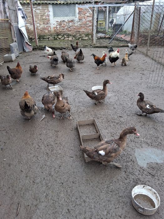 Домашни гъски и патици