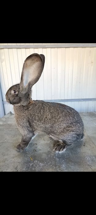 Iepuri uriaș german