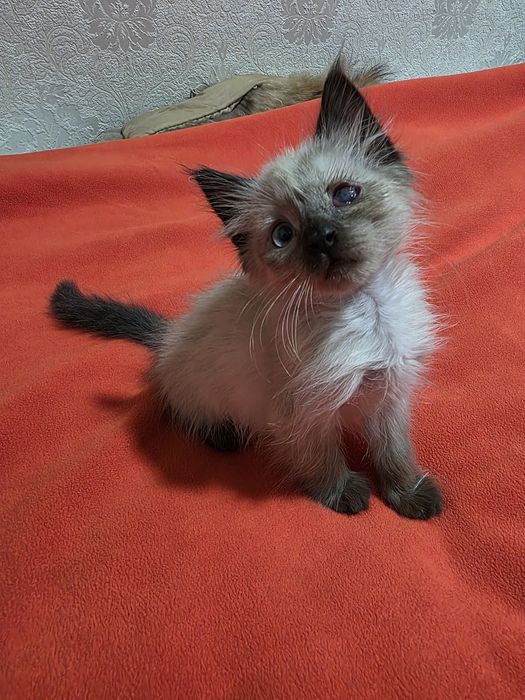 Отам в добрую  семью котенка