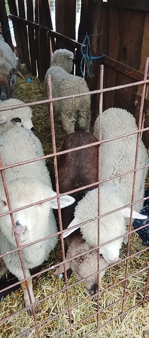 Vând 11 miei se afla în Rm sărat