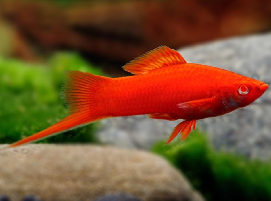 Продаю аквариумных рыбок